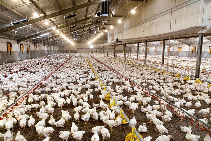 The lower stocking densities, slower growing breeds and enrichments   all key elements of the ECC   were far more welfare friendly than the EU s Broiler Directive. Photo: Herbert Wiggerman