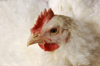 Peta opposes poultry farm proposals for East Midlands. Photo: Design pics inc / Rex / Shutterstock