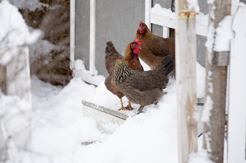 Housing recommendations for rearing poultry in winter