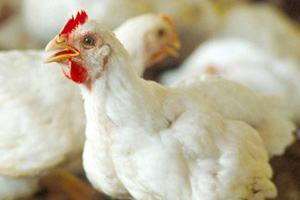 Effect of heat stress on Salmonella infected broilers