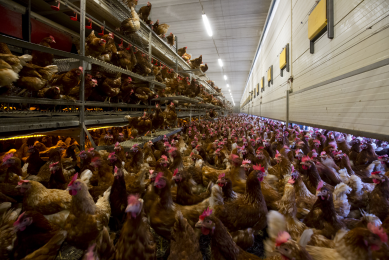 Ukraine increased poultry production and exports