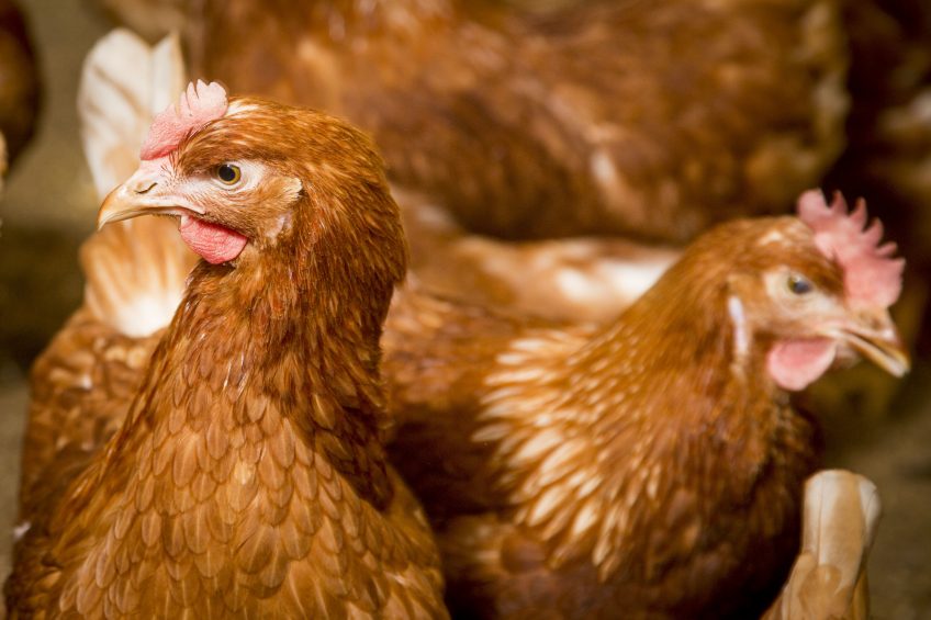 Better preparing hens for cage-free living. Photo: Koos Groenewold