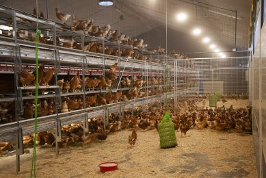 BRF moves its timeline to use cage free eggs forward by 5 years and wants the job done by the end of this year. Photo: Hans Banus