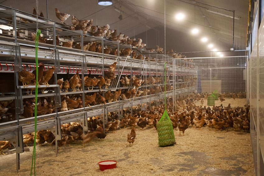 BRF moves its timeline to use cage free eggs forward by 5 years and wants the job done by the end of this year. Photo: Hans Banus