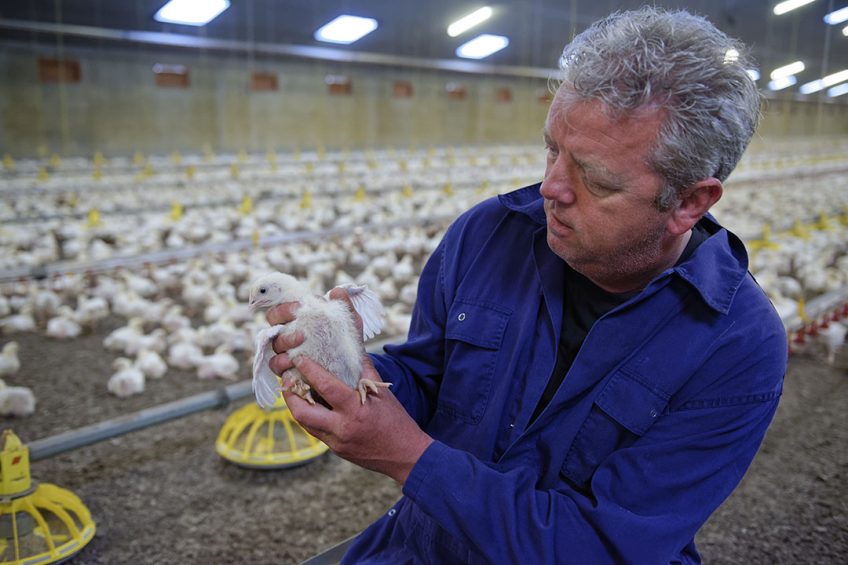 Alpha-monolaurin improves the growth performance of challenged broilers. Photo: Lex Salverda