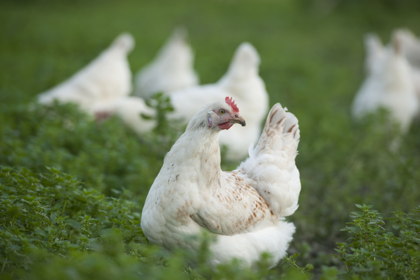 North Carolina bans live poultry shows due to HPAI