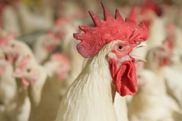 Review: Selenium in poultry breeder nutrition