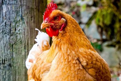Receiving gut microbes from resistant chickens does not lessen chickens  susceptibility to bacterium that causes food poisoning. Photo: Leonhard Niederwimmer