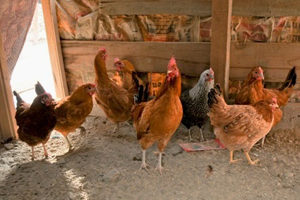 Afghan poultry industry expected to grow