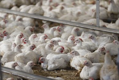 Wooden breast syndrome is of global concern with incidences reported to affect 30-50% of broilers growing for 8 weeks to a live body weight of over 4.2 kg. Photo: Hans Prinsen