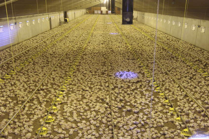 Survey reveals confidence in British poultry sector