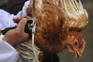 Poultry vaccination