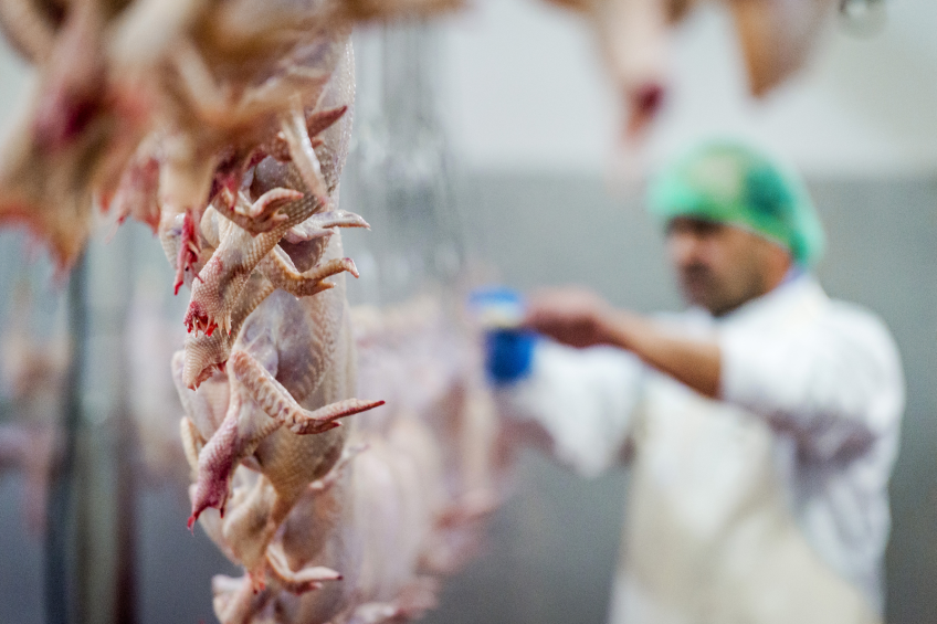Further drop of poultry imports forecast in Russia