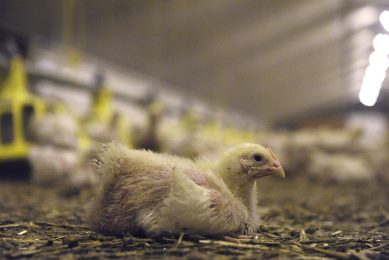 IBDV is among the top 5 infectious diseases facing chickens and poses a continuous global threat through economic losses and welfare concerns. Photo: Roel Dijkstra