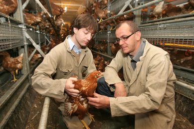 Amongst the objectives, attaining pullet body weight objectives are critical. It is established that higher performing flocks of layers have higher 18 week body weight relative to lower performing ones. Photo: Peter Roek