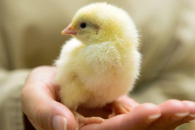 UK funding allocated to tackle poultry disease in Asia. Photo: Shutterstock
