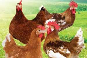 Slow growing chicken developed for meat market