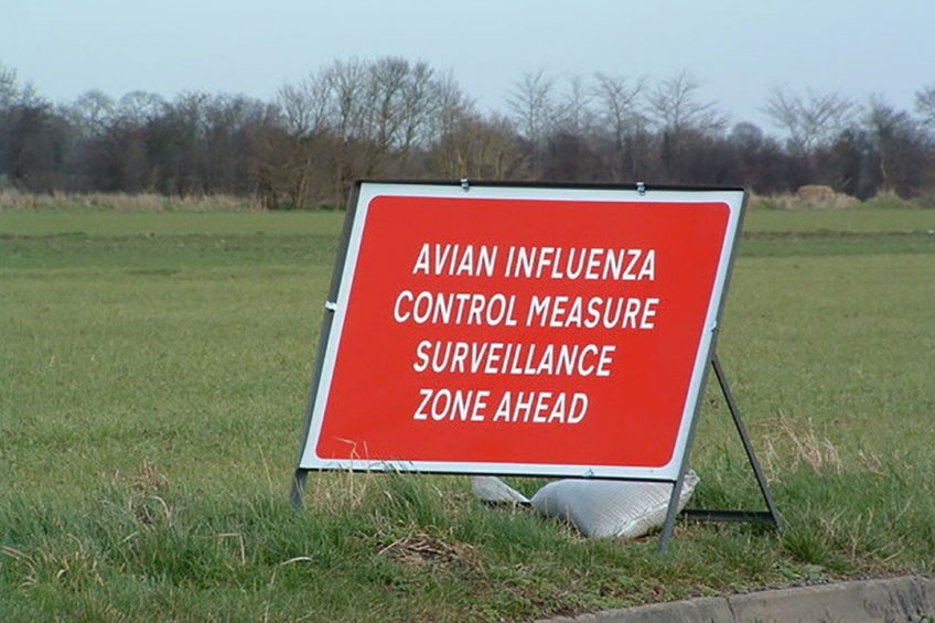 The outbreak of bird flu in Asia comes as Europe suffers its worst bird flu outbreak in years. Photo: Keith Evans