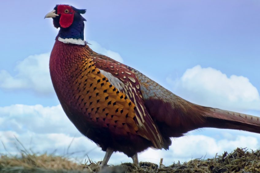 Game bird sector should recover despite cull . Photo: Public Domain Pictures