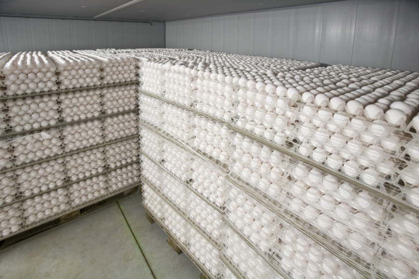 In a commercial hatchery, egg storage is an integral part of the logistical flow of the eggs. [Photo: Hans Prinsen]