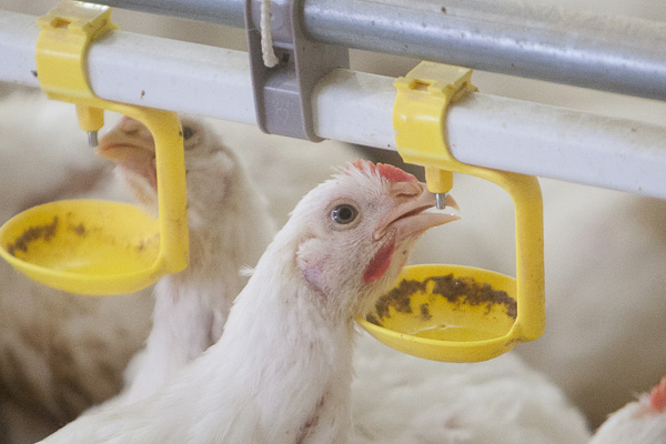 Antibiotic-free poultry successfully reared in Singapore