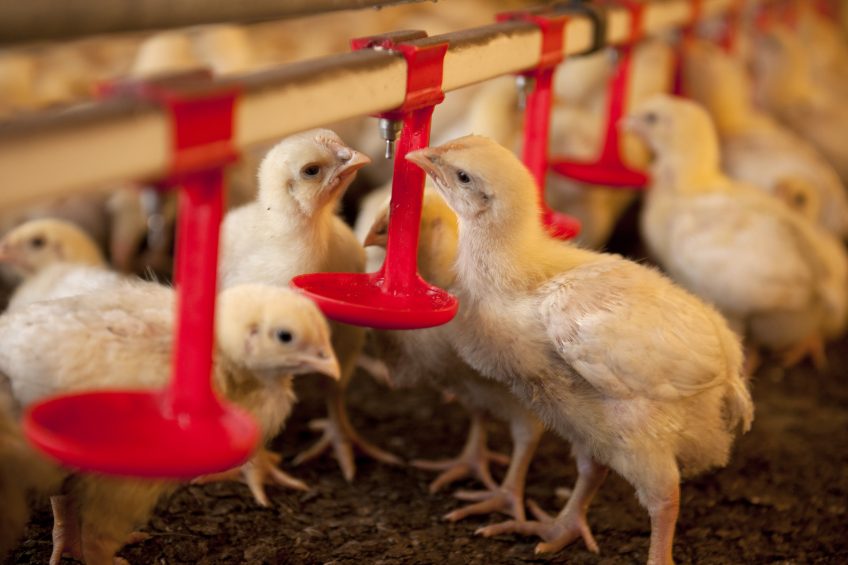 You can gather a lot of data on a poultry farm (feed, growth, health, climate). But how can a poultry farmer make use of it and become a better farmer? Photo:  Shutterstock