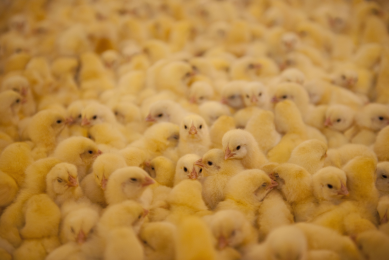 End sought to male chick killings in France