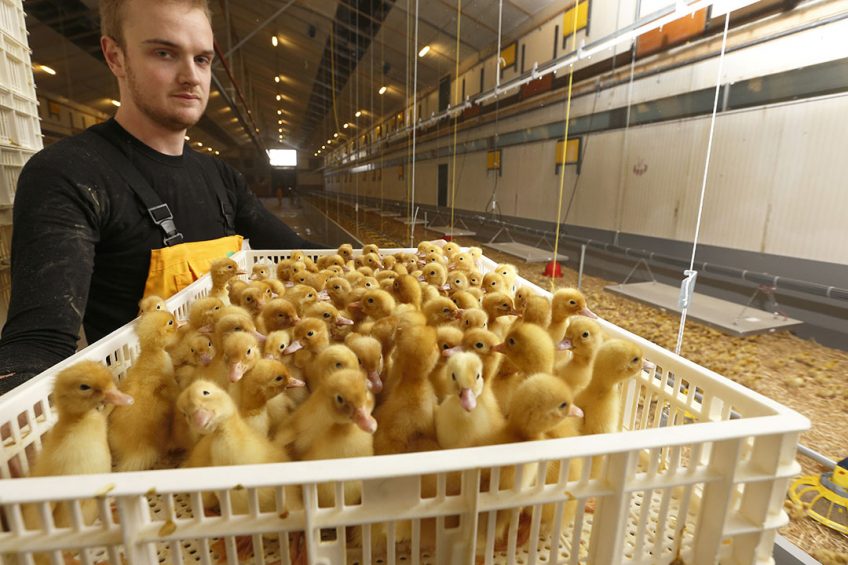 Ducklings that have been fed immediately after hatching, arrive at the farm in good shape. Photo: Hans Prinsen