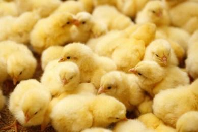 Study: Poultry at risk from  leaky  Marek s vaccination