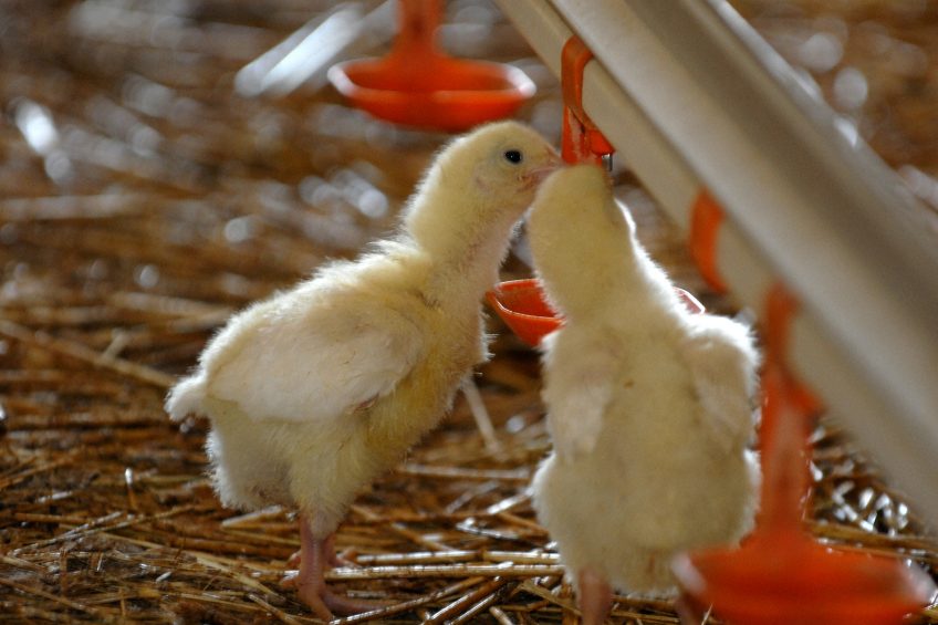 Young chick feeding for optimal gut health. Photo: Alltech