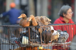 Live poultry markets reopen in Shanghai