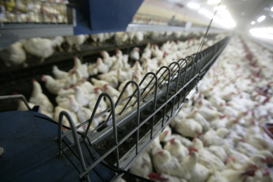 Less protein results in more broiler breeder eggs