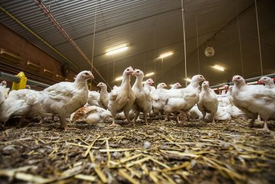 In consultation with scientific, agricultural, trading and processing stakeholders, the German Animal Welfare Association established an animal welfare label for broilers. Photo: Sebastiaan Rozendaal
