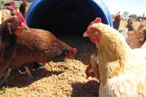 Exogenous carbohydrase in corn-soy diets for broilers