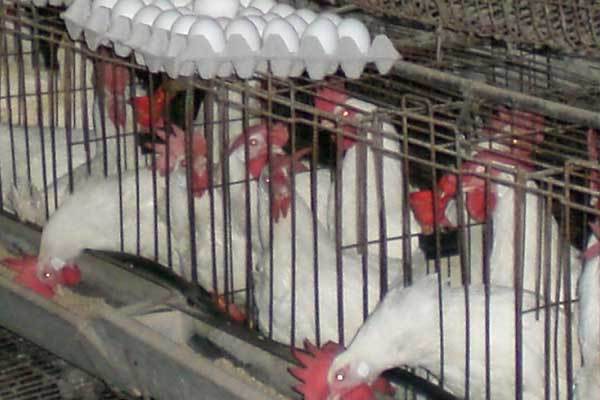 Cage ban disrupts European egg market for long term