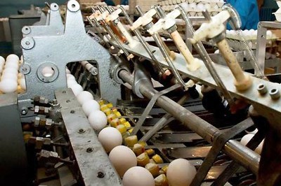 Ukraine’s increasing egg production