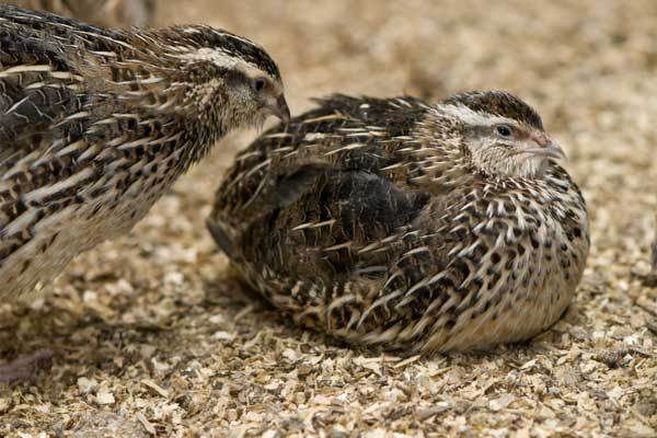 UAE quail producer to expand capacity by 25%