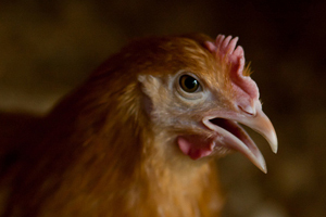 Chronic enteritis in laying hens