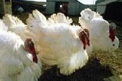 Canada delivers first turkeys to Russian producer