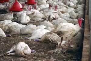 Bird flu cases in Israeli turkeys