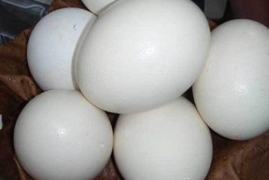 UK goose eggs in strong demand