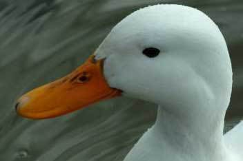 Russia’s largest duck farm goes up for sale