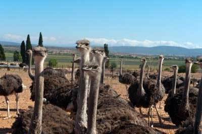 OIE: Avian Influenza in South African ostriches