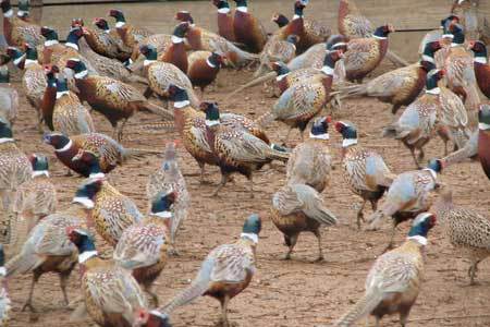 Disease discovered on US pheasant farm