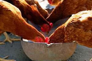 US state of Maryland bans arsenic in poultry feed