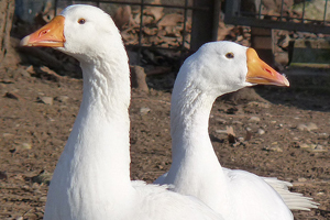 Goose feeding by local breeders in Turkey