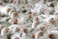 Russian poultry facing slaughter due to company debt