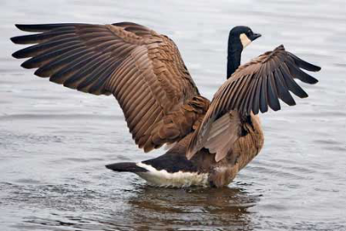 Canada: Dormant goose processing plant salvaged
