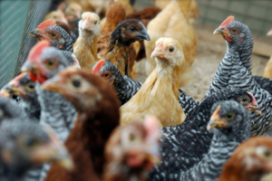Biosecurity measures for backyard poultry farming