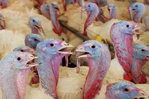 Eurodon increases turkey production volume in 2012
